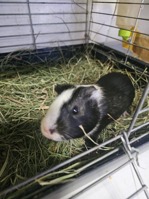 Świnka morska z klatką.