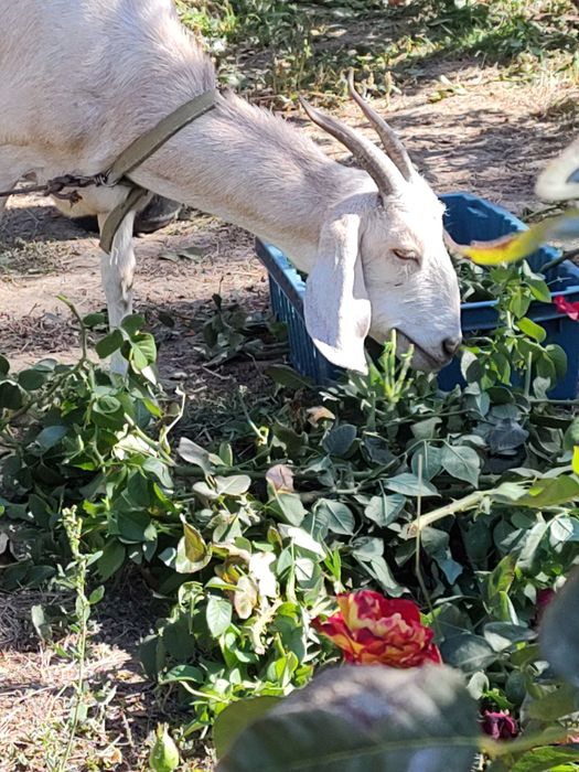 Продам англо-нубийскую козу