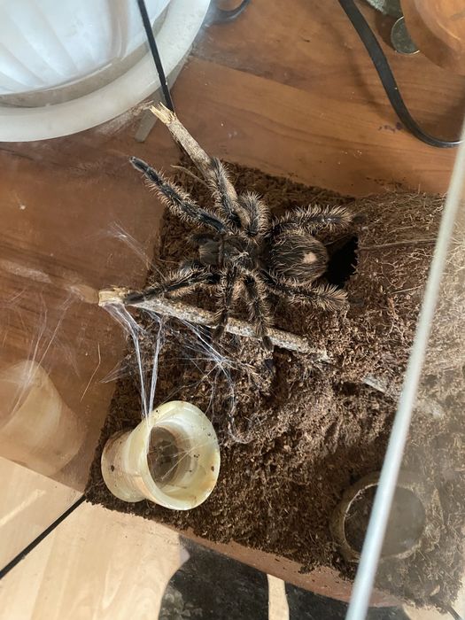 Тераріум скляний  квадратний 20*20*