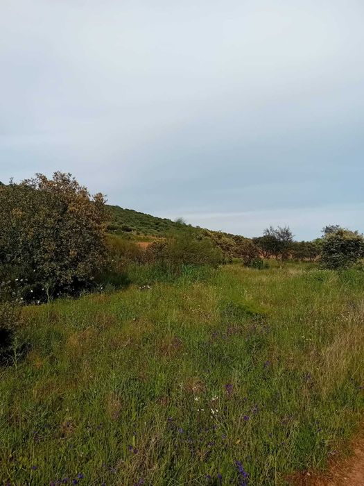 Terreno rústico com 1 Ha