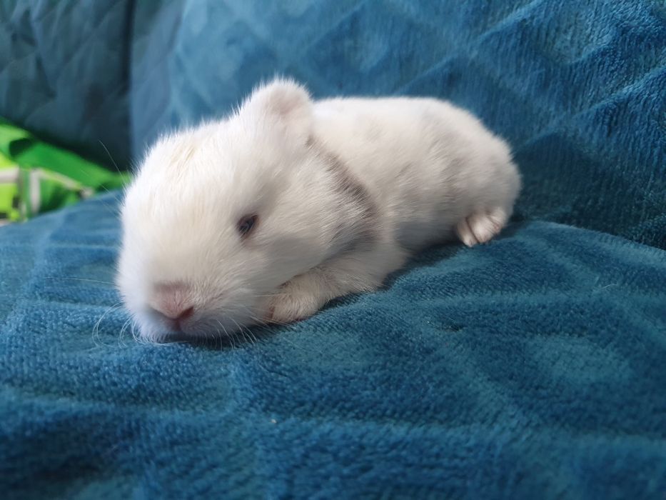 Coelhinhos bebés