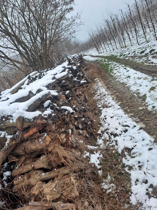 Sprzedam drewno jabłonkowie suche