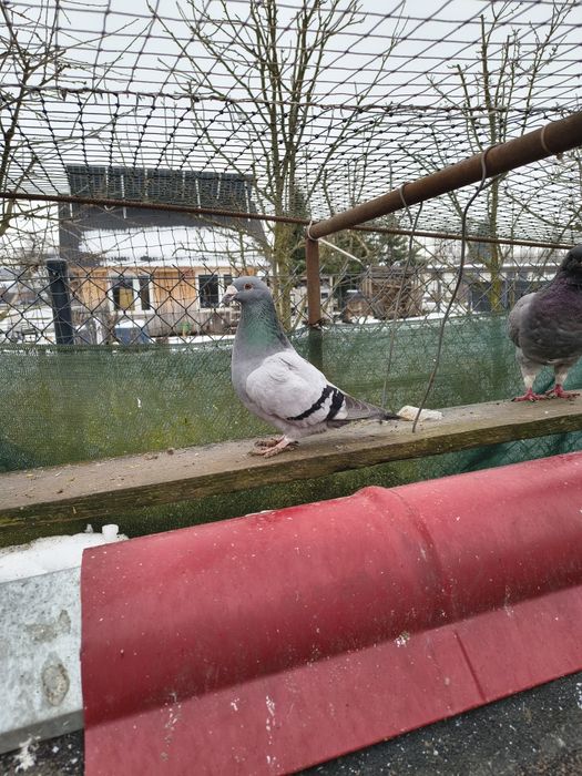 Gołębie staropolskie