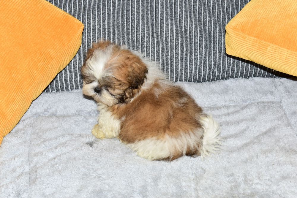 Shih-tzu Bicolor Macho