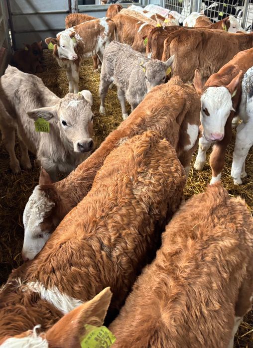 Spredam byki typowo miesne