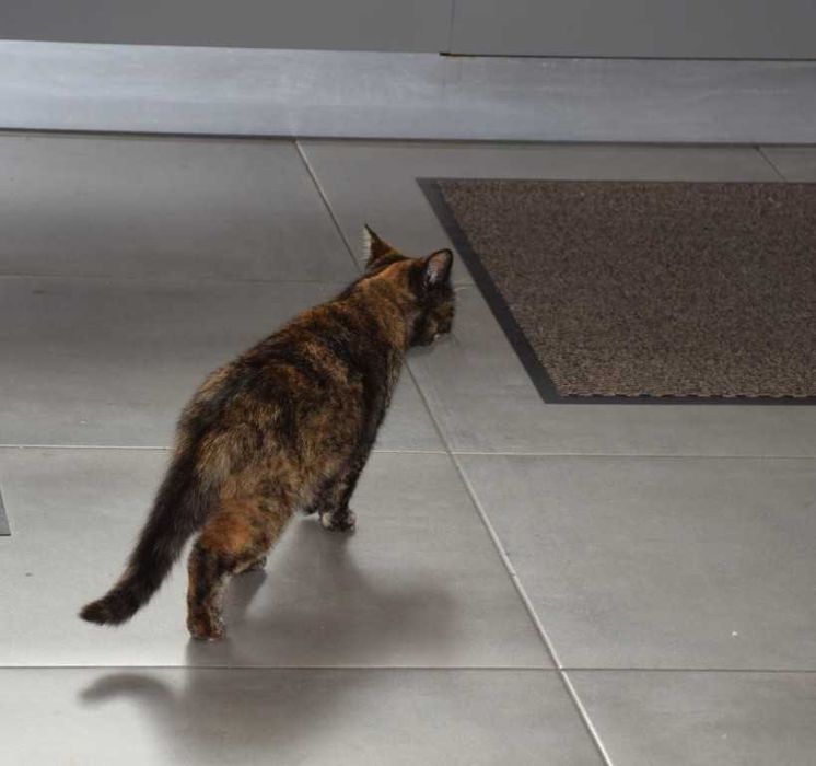 Gatinha para doação responsável