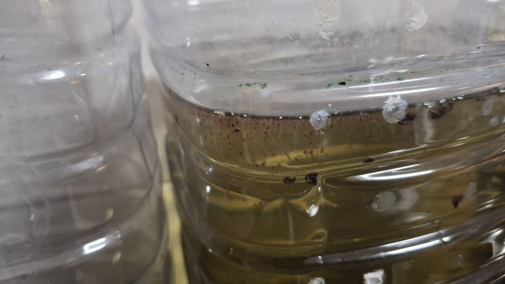Dáfnia - pulga de água - 5 litros - 10 €