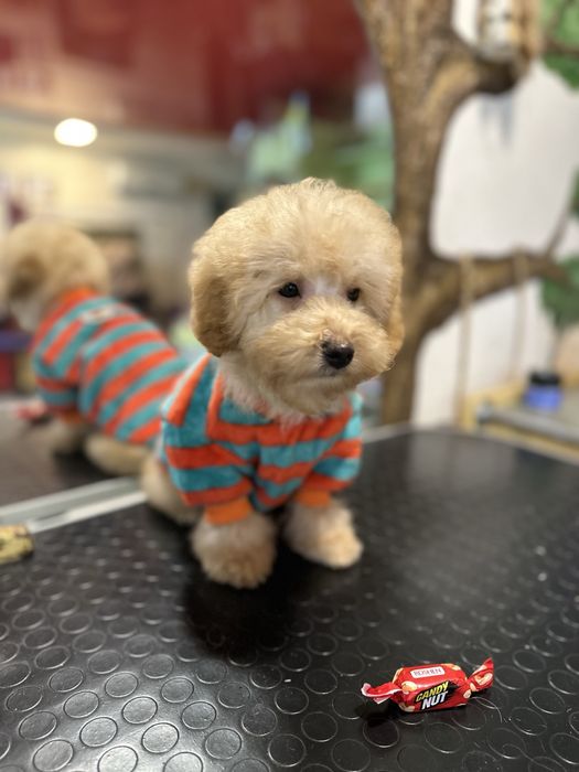 Малыш той пудель