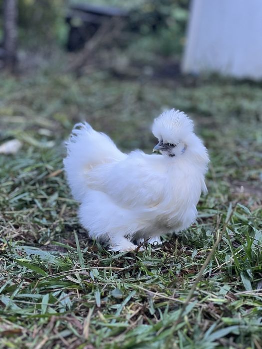 Ovos Galados Sedosa do Japão Branca