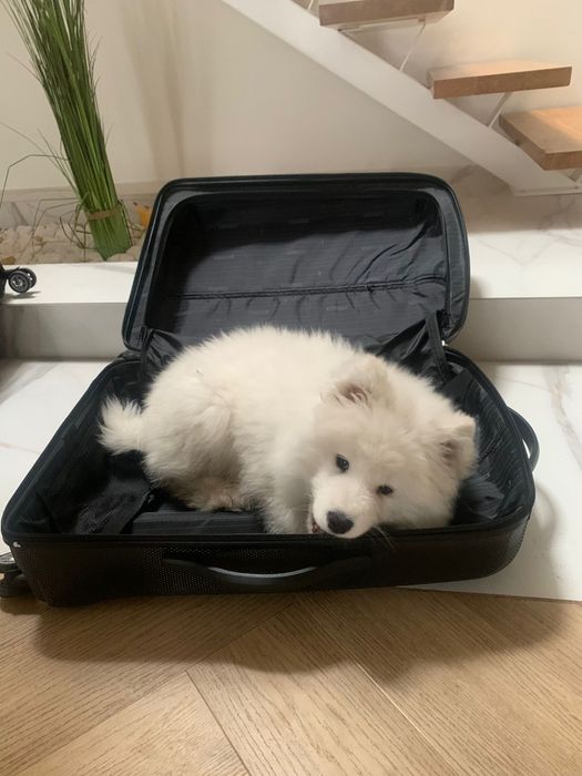 SAMOYED  ZKwP FCI  plany hodowlane na 2026