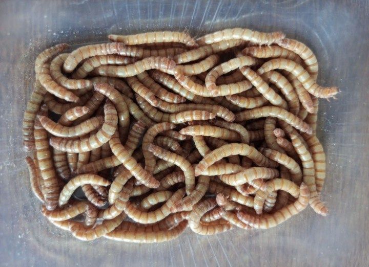 Owady karmowe. Mączniki