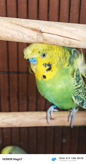 Periquitos adultos e saudáveis - várias cores!