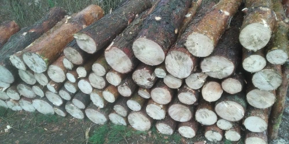 drzewo sosna wałki ostatnie 8mp