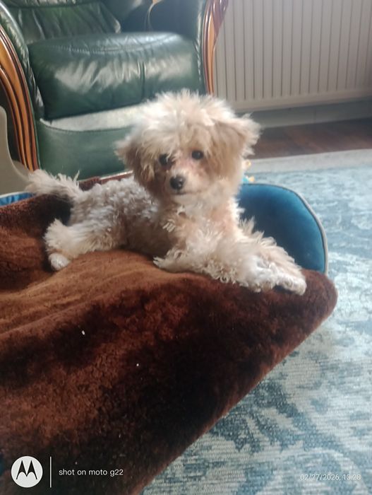 Pudel miniaturowy xBichon frise