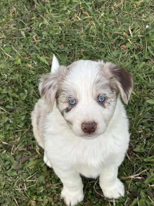 Piesek red merle (border collie)
