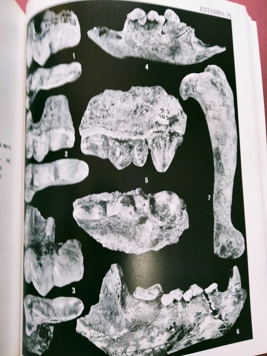 Contribuição para o Conhecimento dos Grandes Mamíferos do Plistocénico