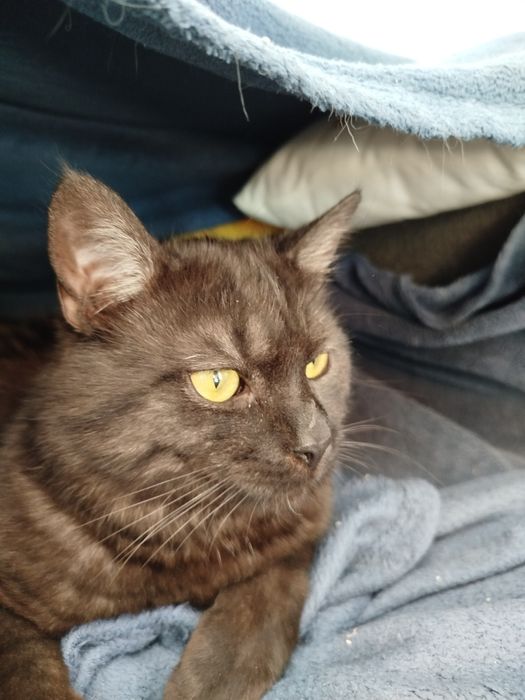 Zaginął kot! Za znalezienie przewidziana nagroda!