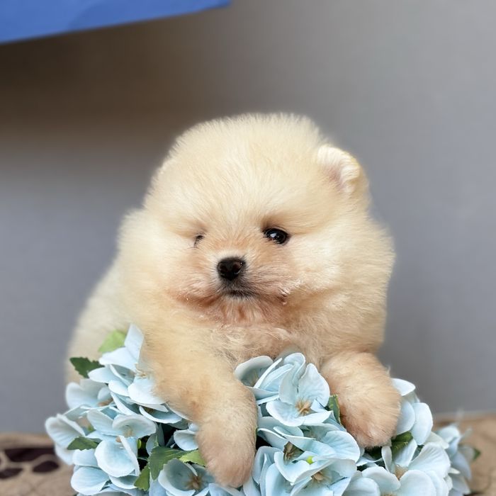 ляльковий Ведмедик шок классу