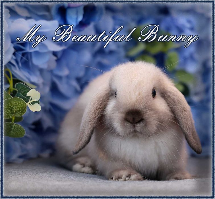 Młody Piękny Królik 100% Mini Lop  - Sallander