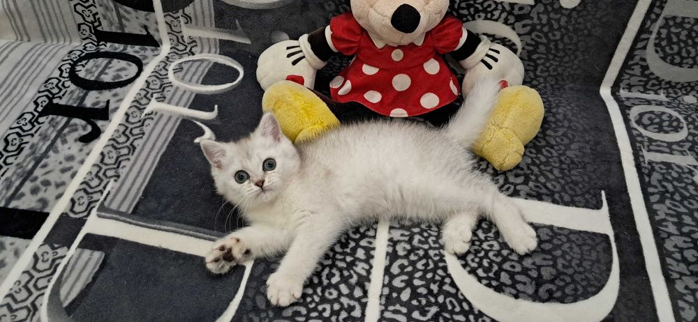 Шотландский котёнок модного окраса серебристая шиншилла.