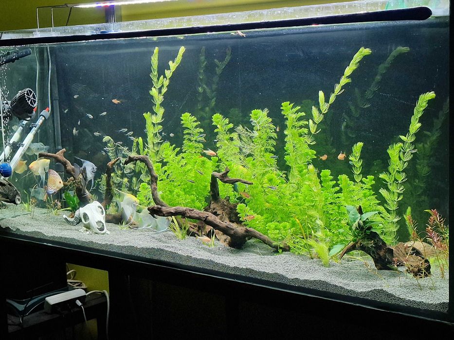 Aquarium + Structure × Lids63824729870339121