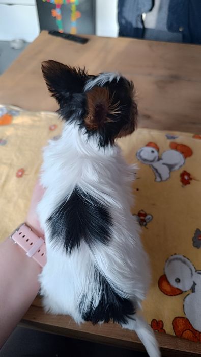 Biewer Yorkshire Terrier ZKwP/FCI
