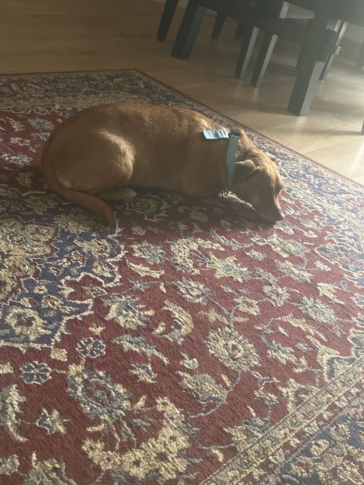 Passeo cães e cuido em casa