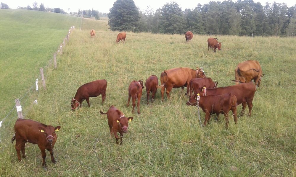 Jałówki rasy Polska Czerwona Zasoby Genetyczne