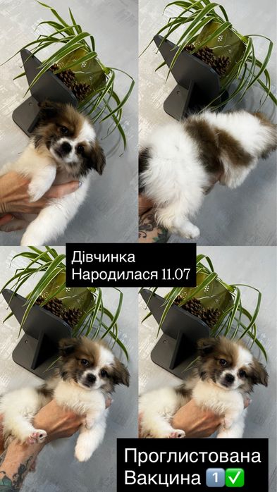 Продам собак пекинес шукають сім’ю