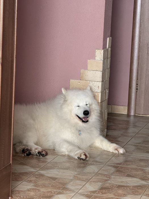 Хлопчик самоїд шукає дівчинку
