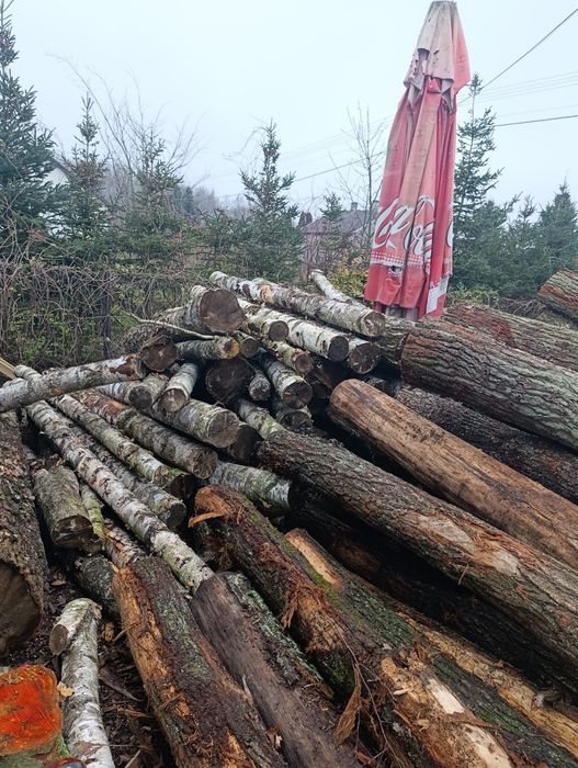 Witam Świeża olszyna