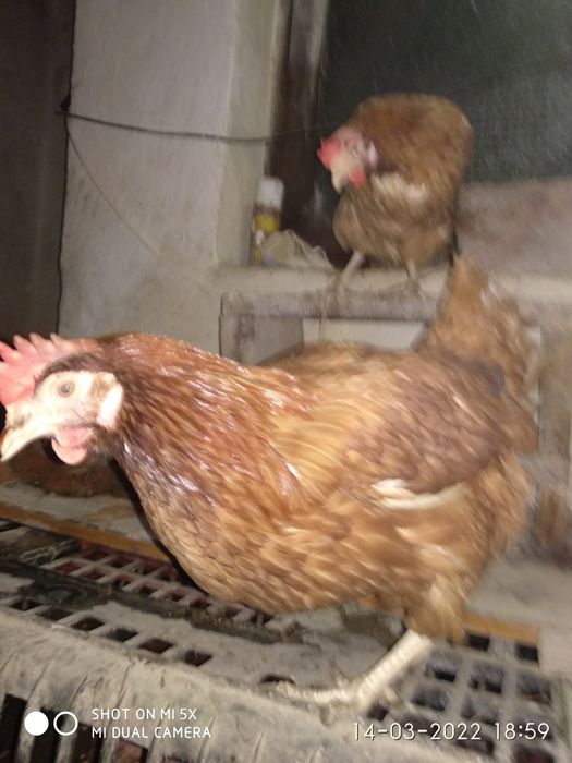 kury kokoszki lenhorn 20 tyg