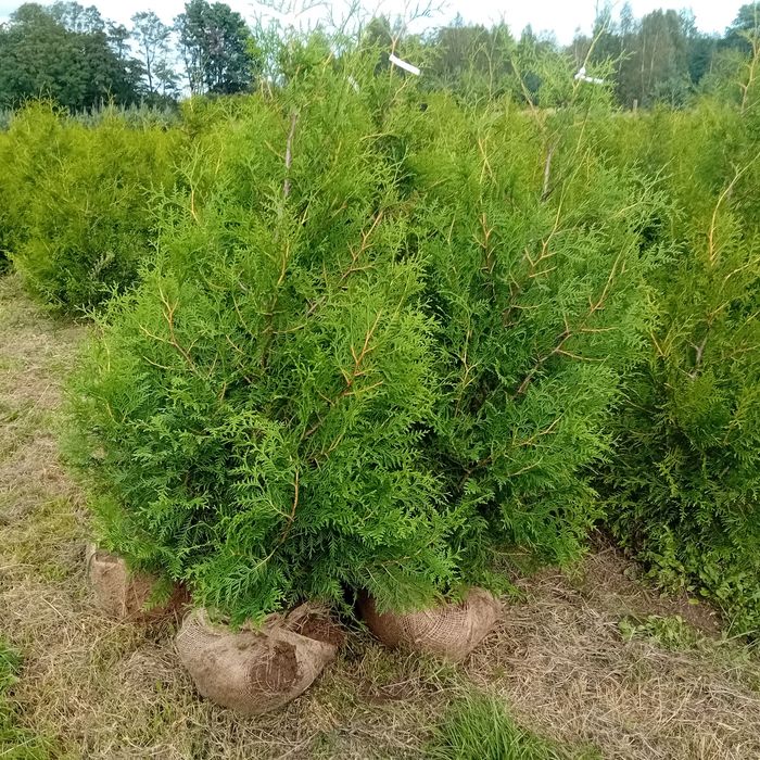 Tuja braband 200cm.szmaragd kórnik jałowiec swierk serbsk srebrny jodł
