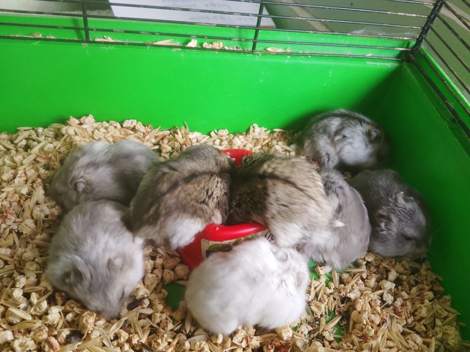 Джунгарский хомяк