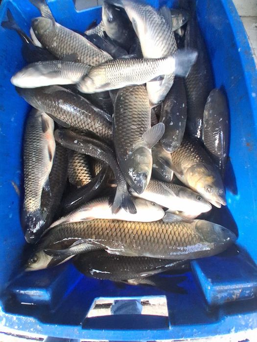 Ryby do wiosennych zarybień