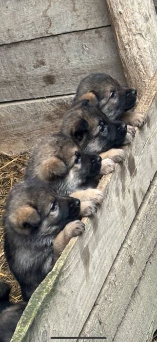 Цуценята відам безкоштовно