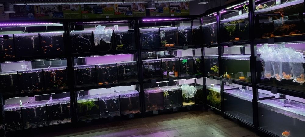 Paletki dyskowce red rose, blue diamond, turquis, solid red, Red Map