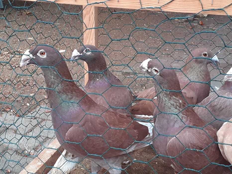 staropolskie czerwone