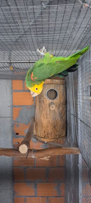 Amazona Oratrix Magna