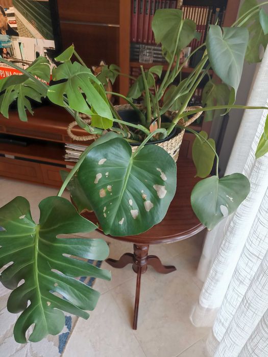 Plantas verdes ornamentais de interior e exterior