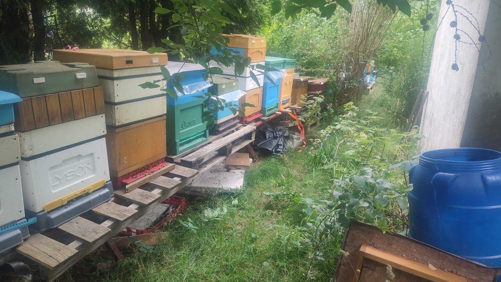 Miód wielokwiatowy, lipowy, leśny oraz rzepakowy z własnych pasiek