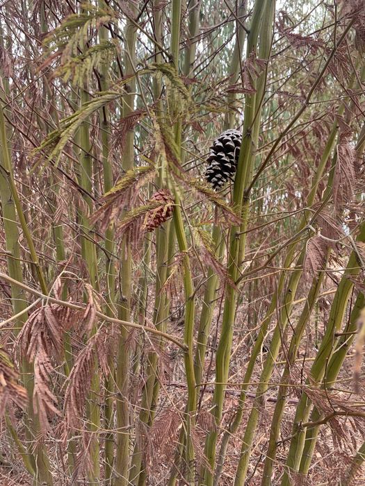 Imitacao de objetos para geocaching