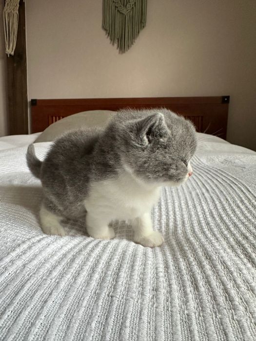 Kotka brytyjska a bicolor FPL