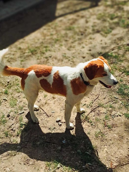 Uroczy i radosny Łatek do adopcji