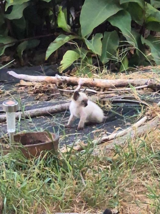 Gatinhos para adoção