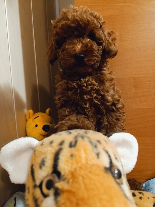 Той Пудель дівчинка Ред Браун