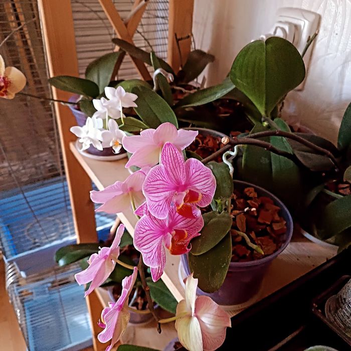 Продам орхідею, фаленопсис