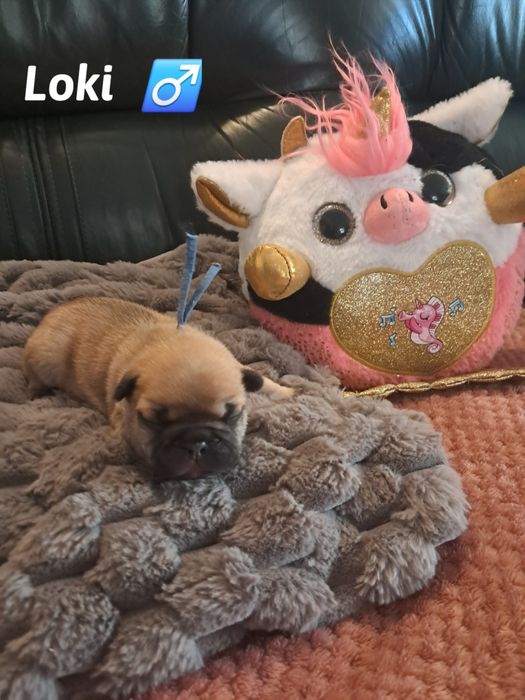 Buldog francuski Loki