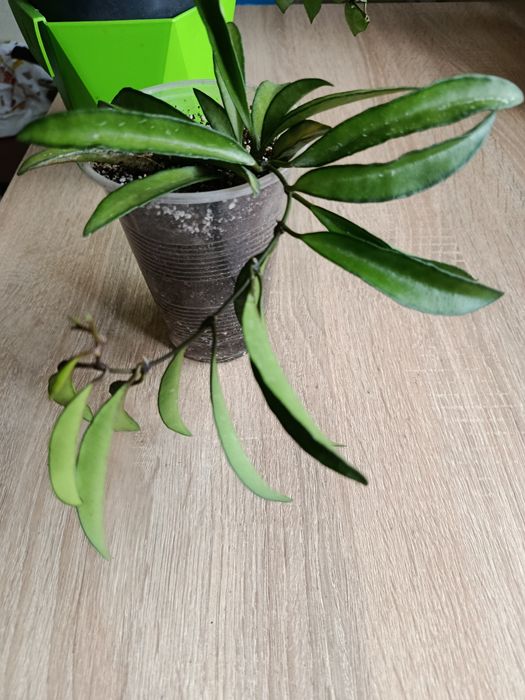 Хойя Wayetti tricolour