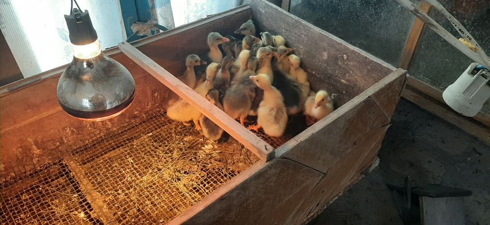 Гуси та гусенята різного віку, для забою, та вирощування